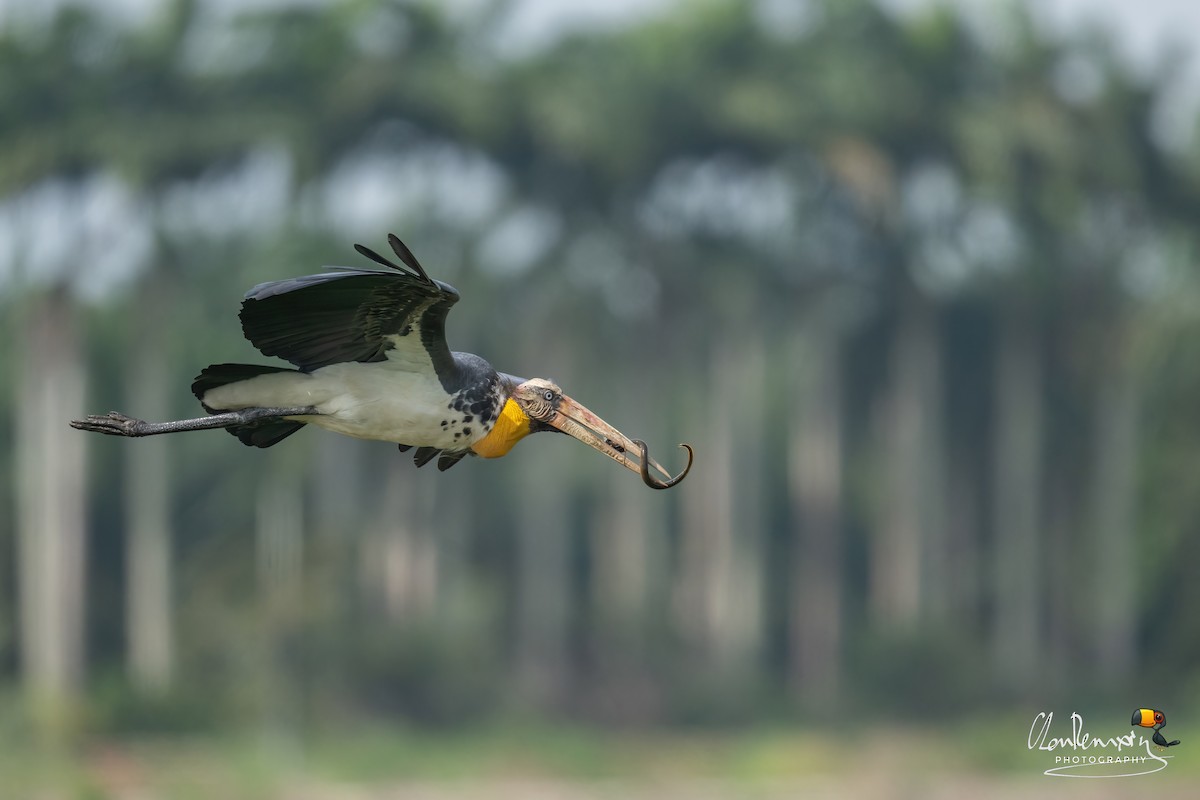 Lesser Adjutant - ML646895232