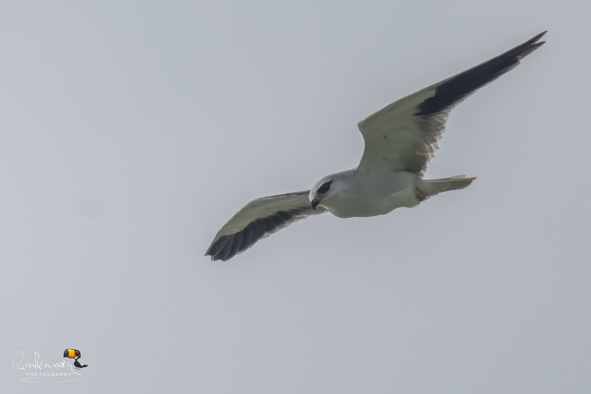 Black-winged Kite - ML646895247