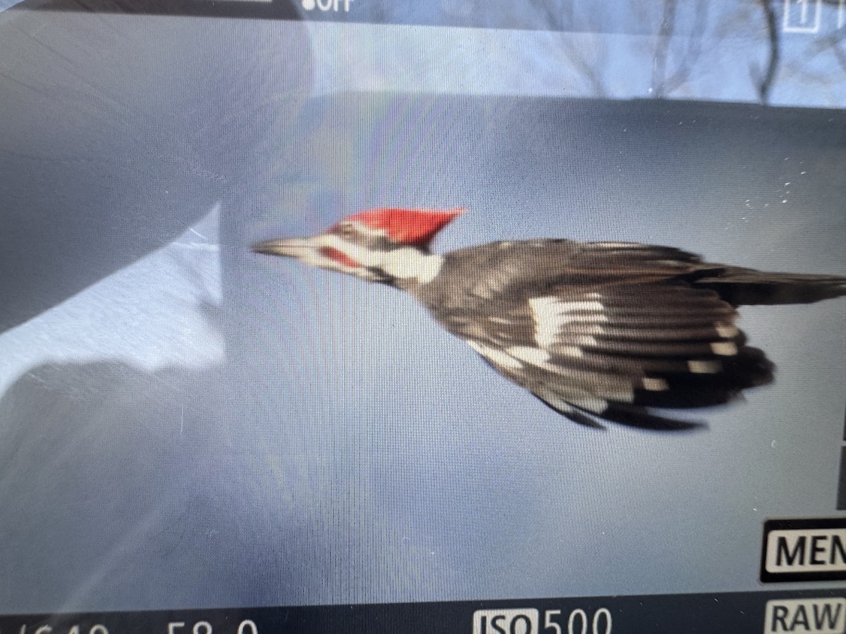 datel chocholatý - ML646895249