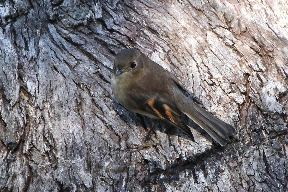 Pink Robin - ML646895250