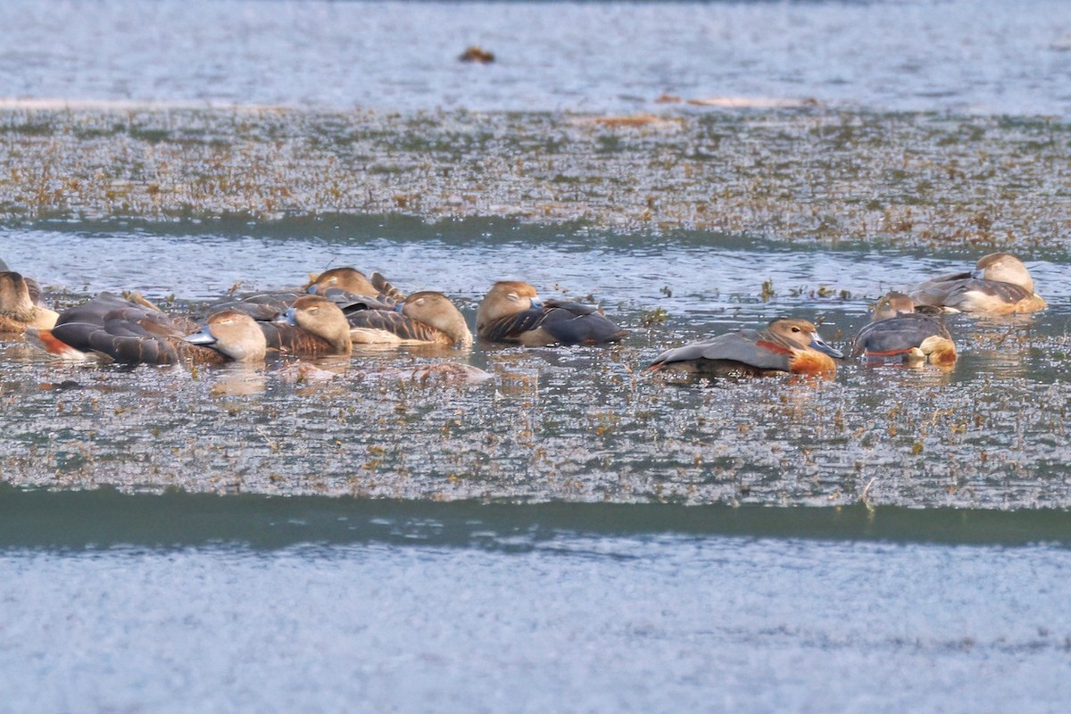 אווזון קטן - ML646895252