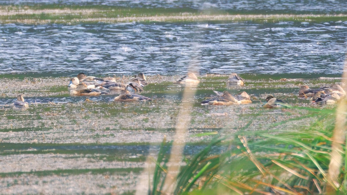 אווזון קטן - ML646895253