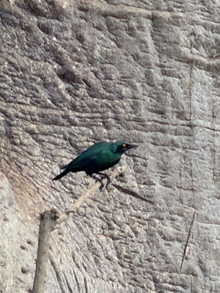 Greater Blue-eared Starling - ML646895254