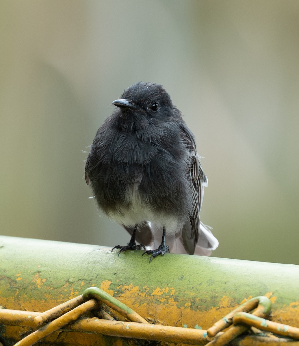 Kara Fibi - ML646895255