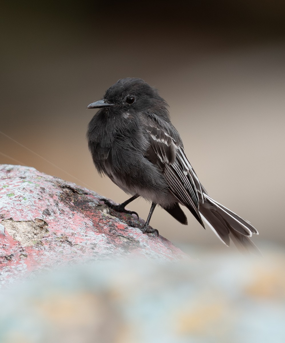 Kara Fibi - ML646895256