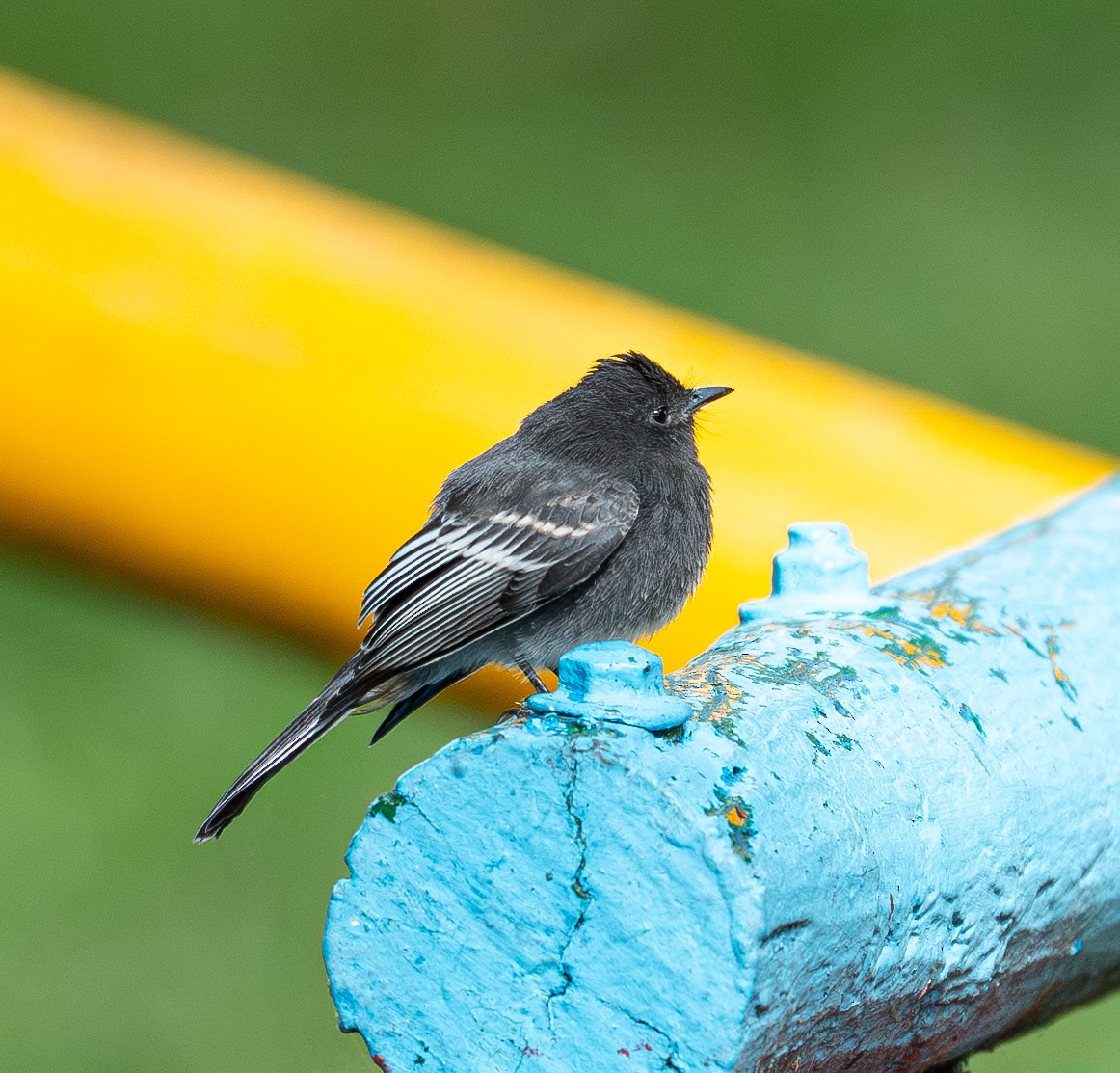 Kara Fibi - ML646895257