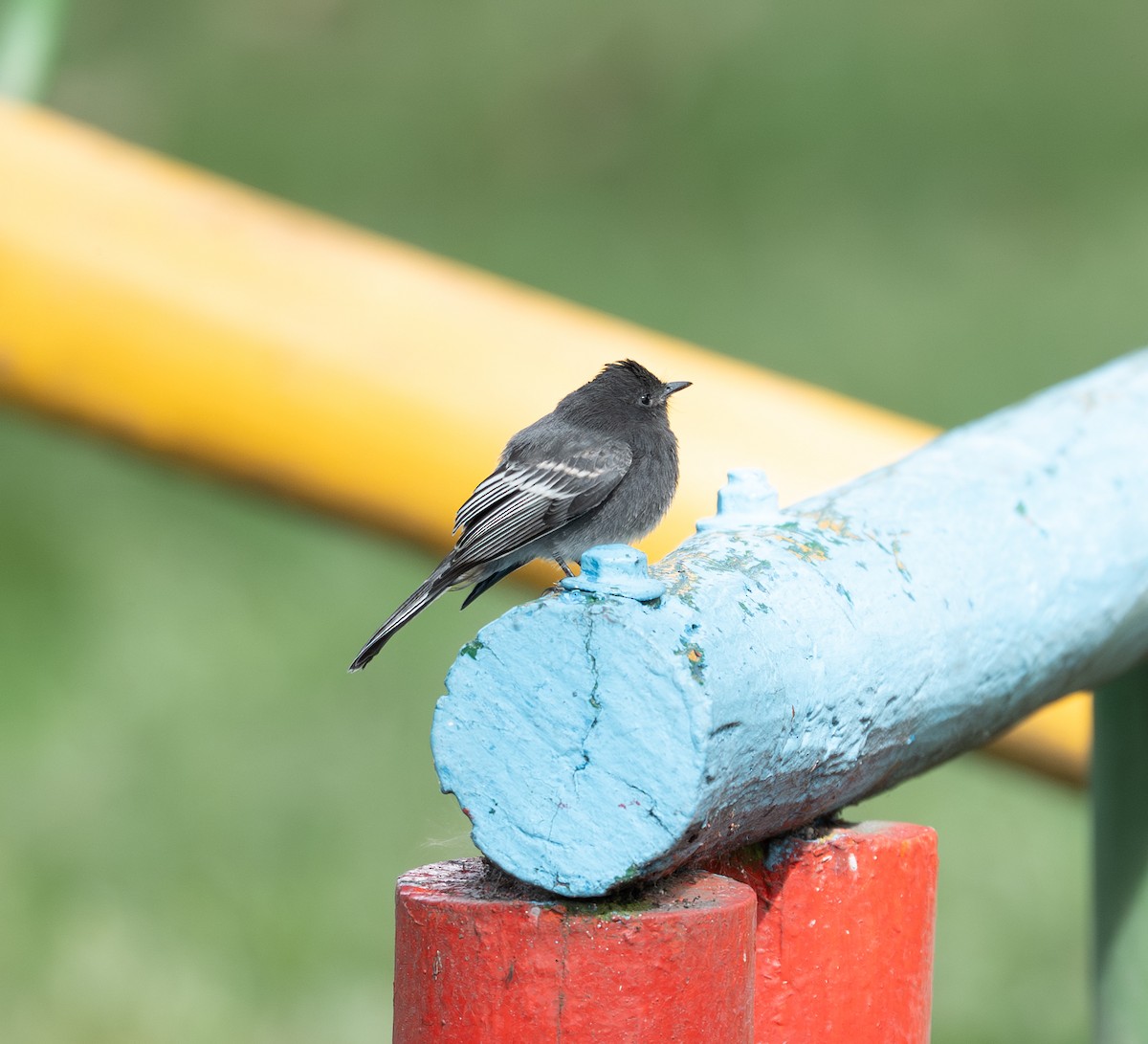 Kara Fibi - ML646895258