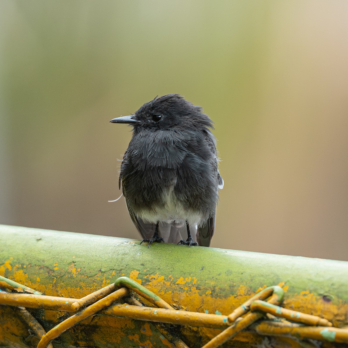 Kara Fibi - ML646895259