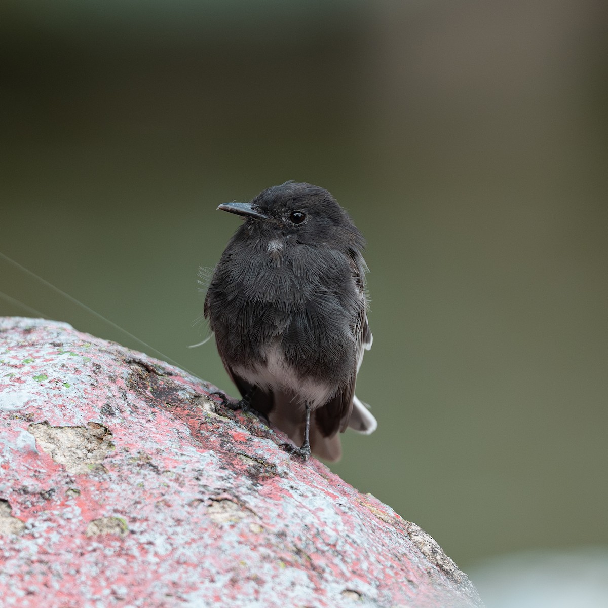 Kara Fibi - ML646895260