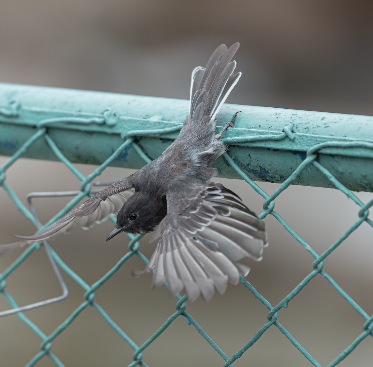 Kara Fibi - ML646895261