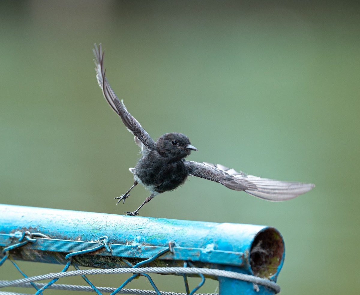 Kara Fibi - ML646895262