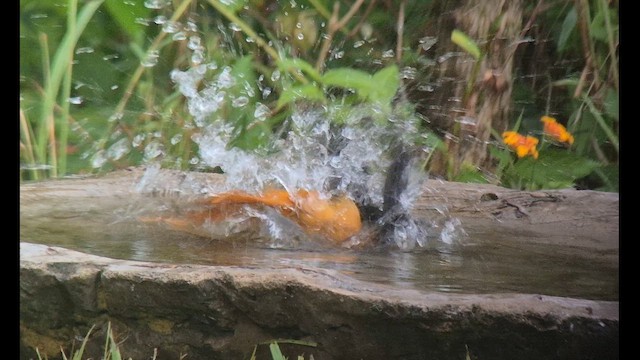 Snowy-crowned Robin-Chat - ML646895263