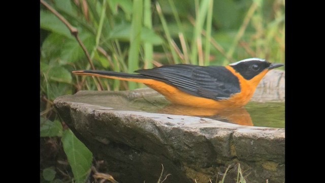 Snowy-crowned Robin-Chat - ML646895264