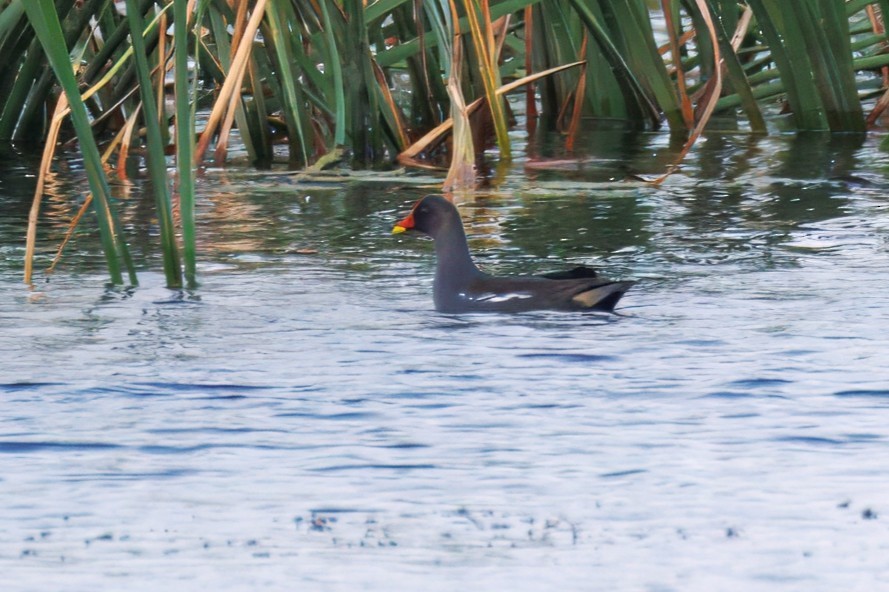 סופית - ML646895266