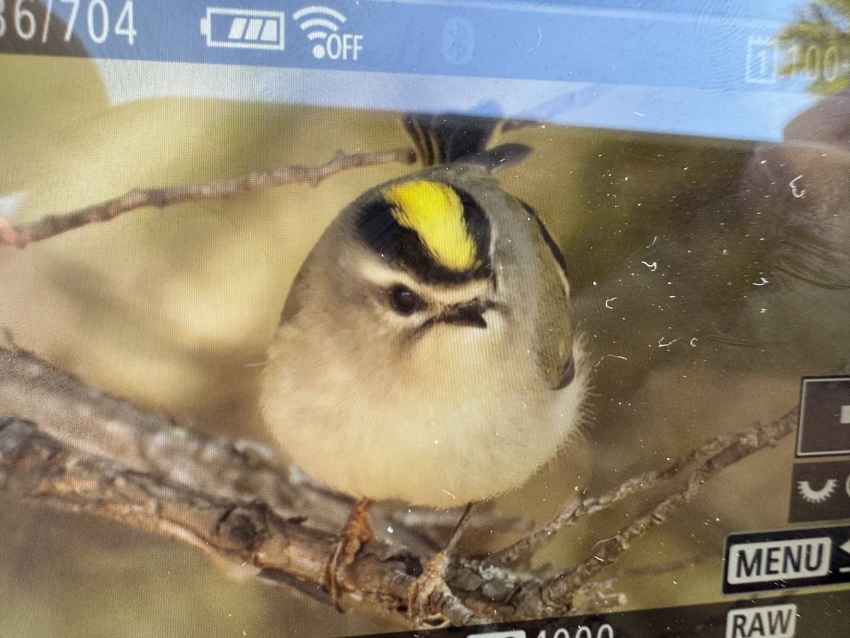 králíček zlatohlavý - ML646895267