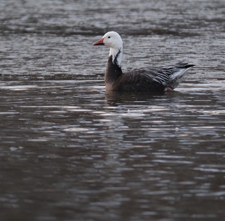 Snow Goose - ML646895268