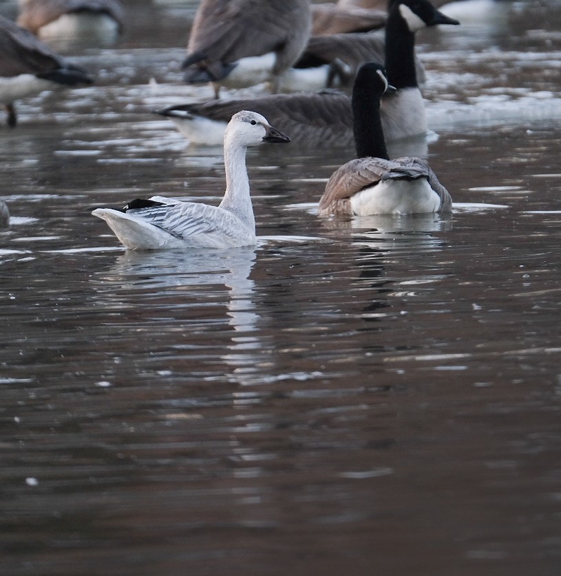 Snow Goose - ML646895269