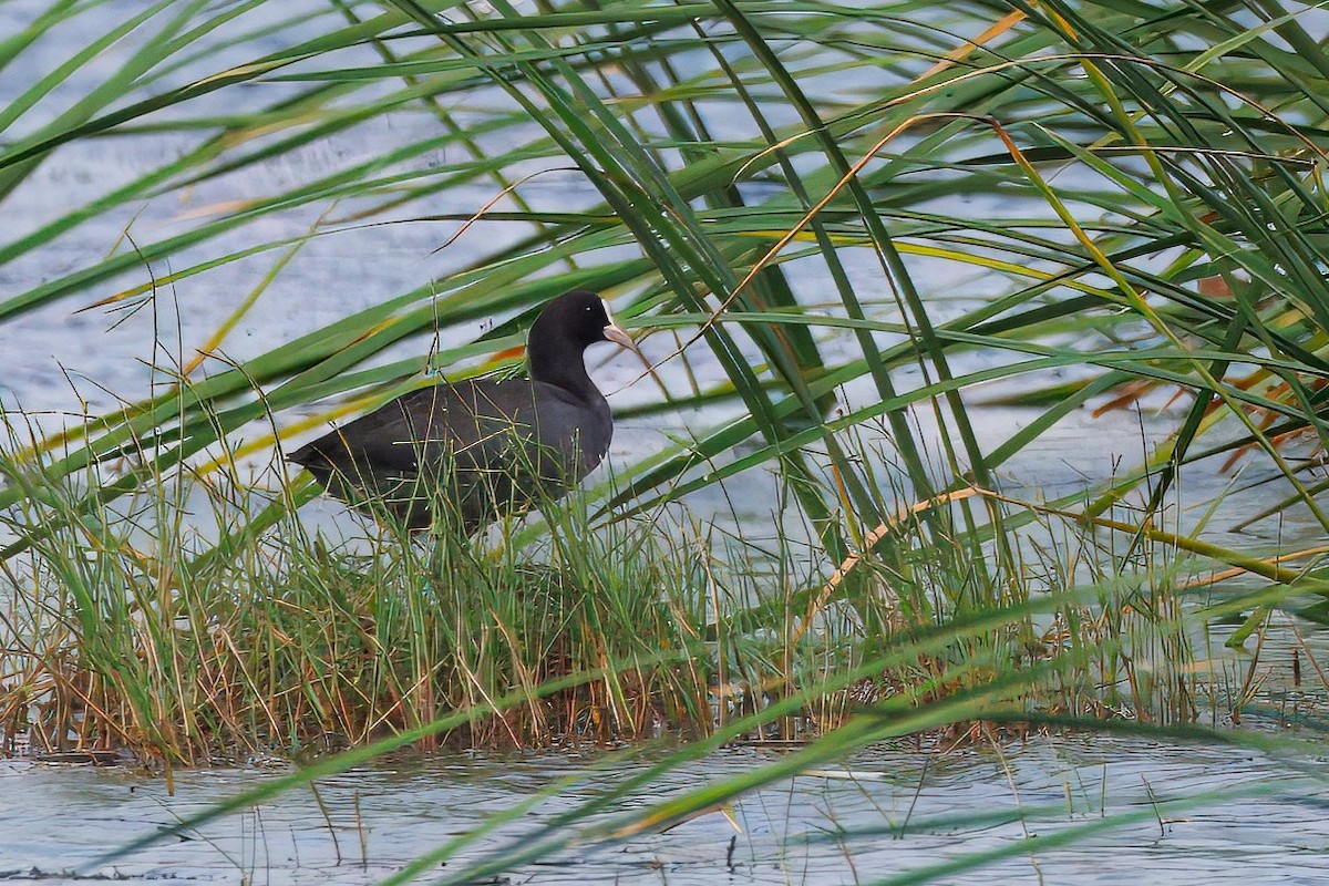 אגמית מצויה - ML646895270
