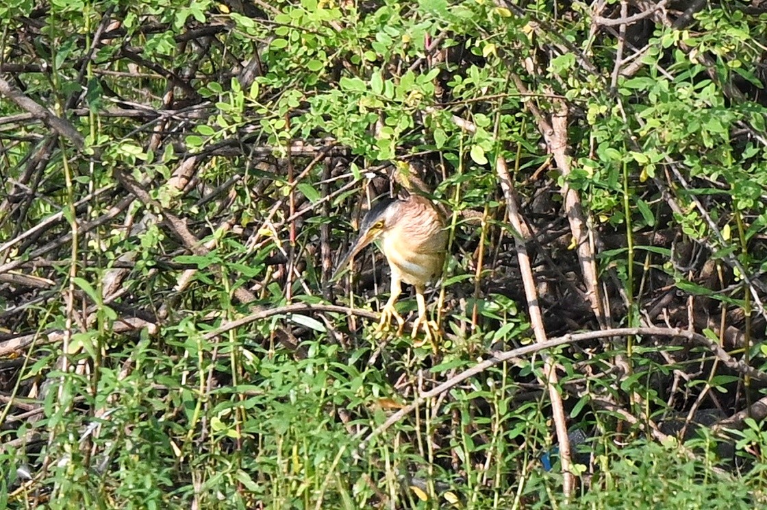 Yellow Bittern - ML646895271