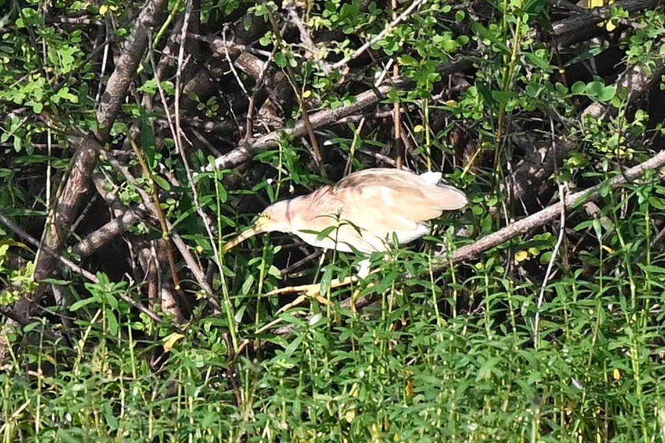 Yellow Bittern - ML646895272