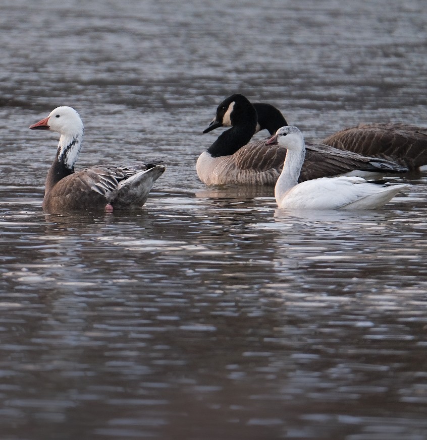 Ross's Goose - ML646895273