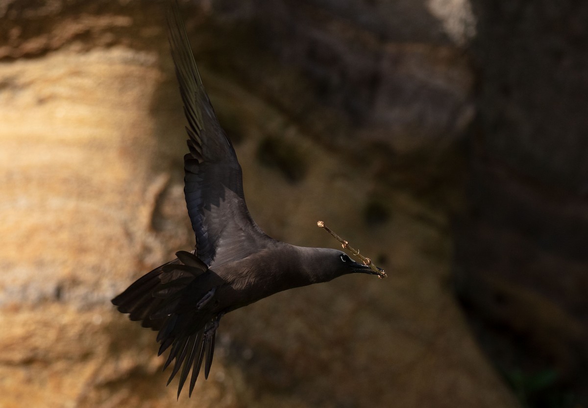 Brown Noddy - ML646895274