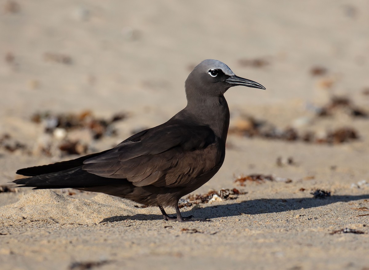 Brown Noddy - ML646895275