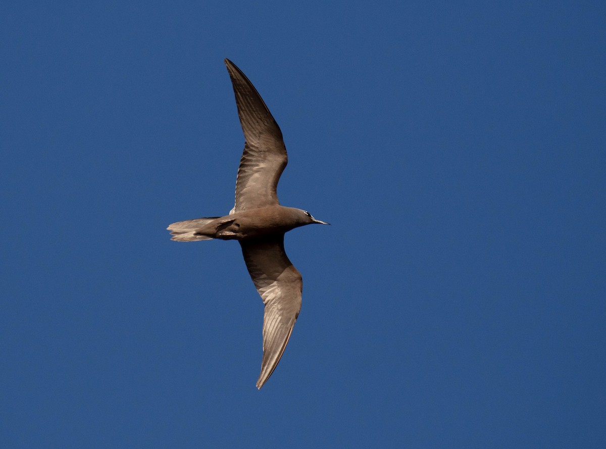 Brown Noddy - ML646895276