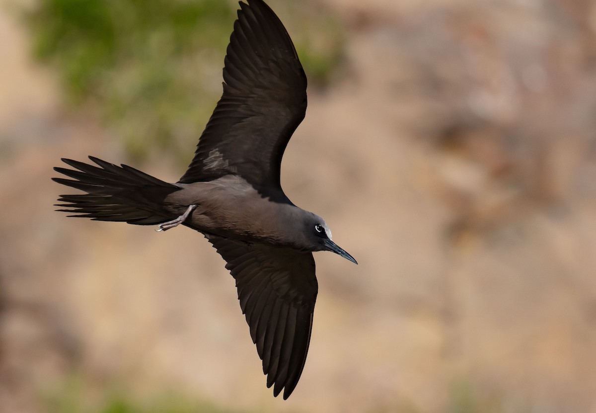 Brown Noddy - ML646895277