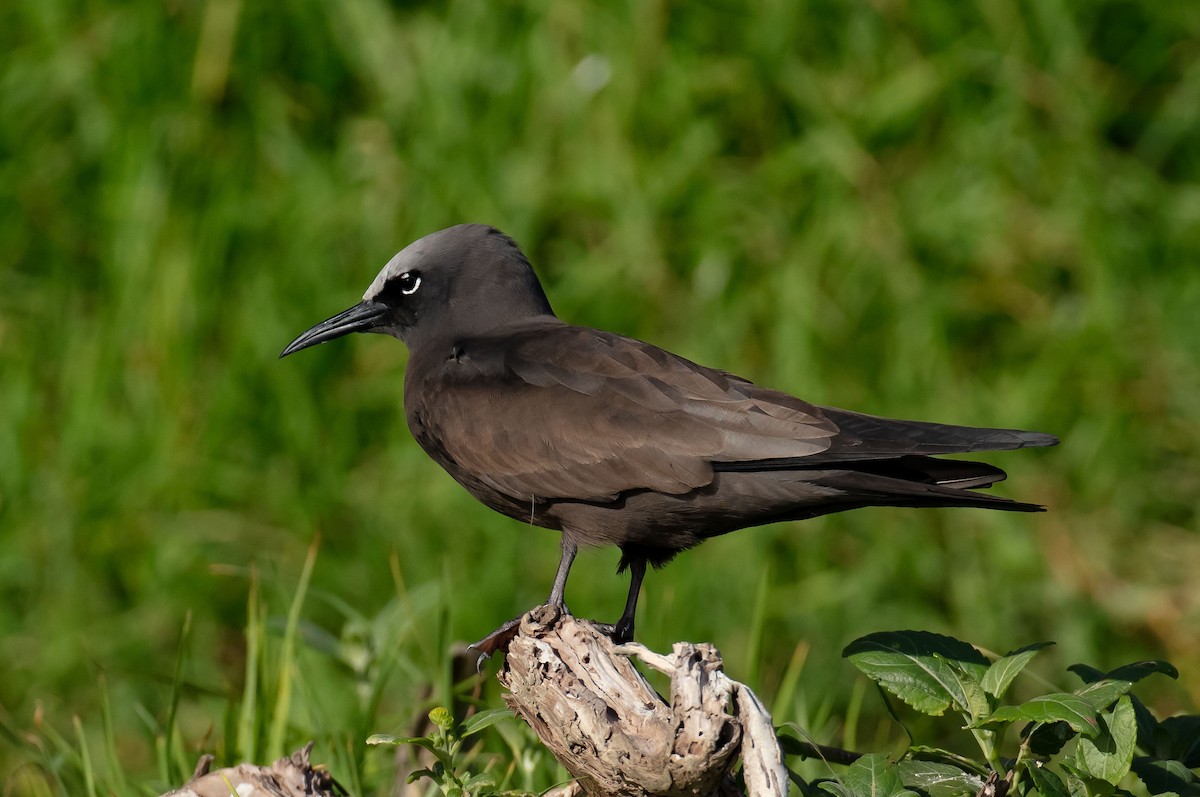 Brown Noddy - ML646895278