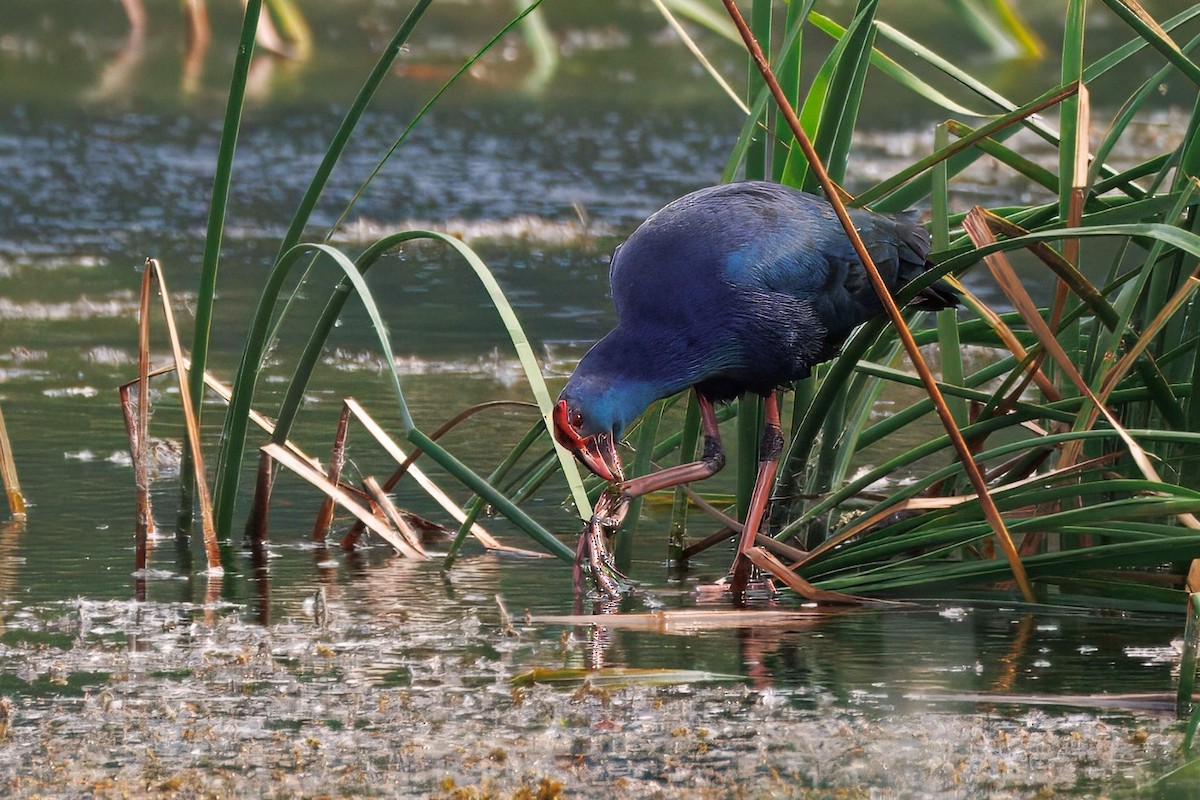 Gray-headed Swamphen - ML646895281