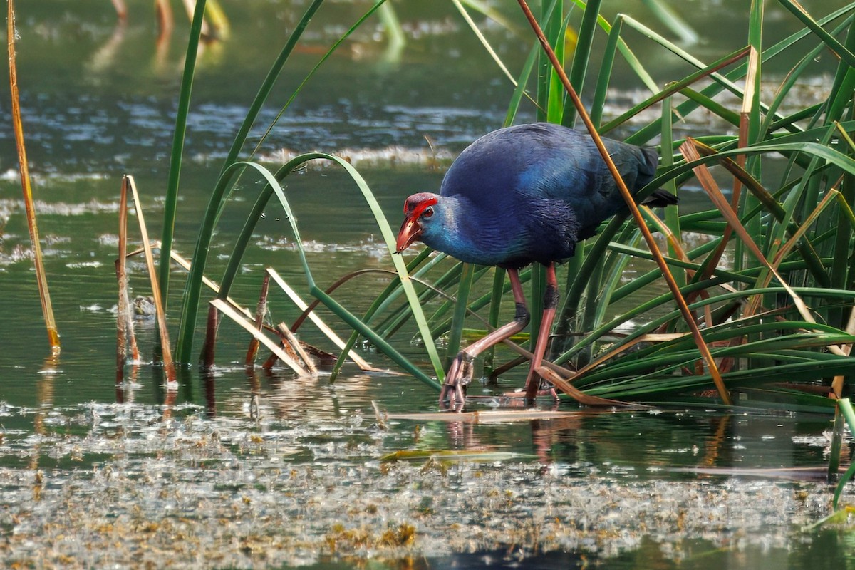 Gray-headed Swamphen - ML646895282