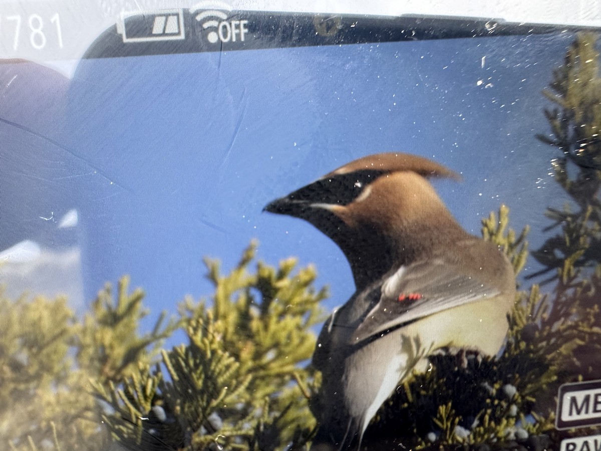 brkoslav americký - ML646895283