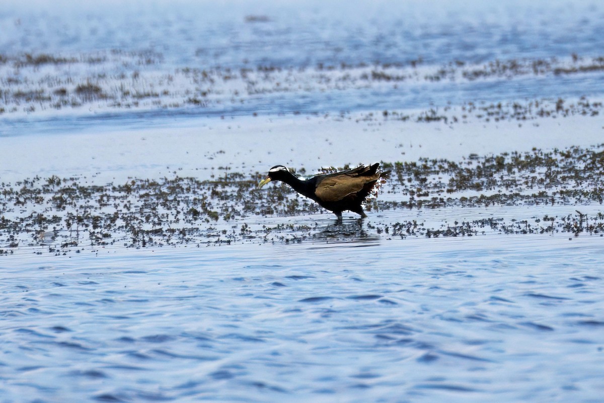 Bronze-winged Jacana - ML646895285