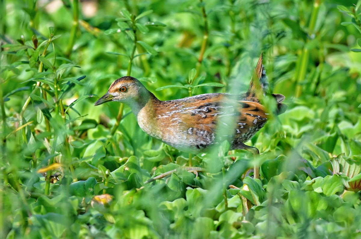 Baillon's Crake - ML646895287