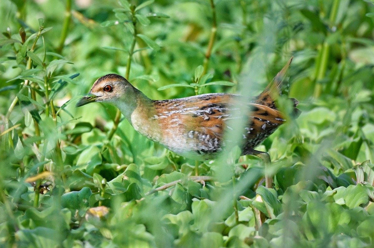 Baillon's Crake - ML646895288