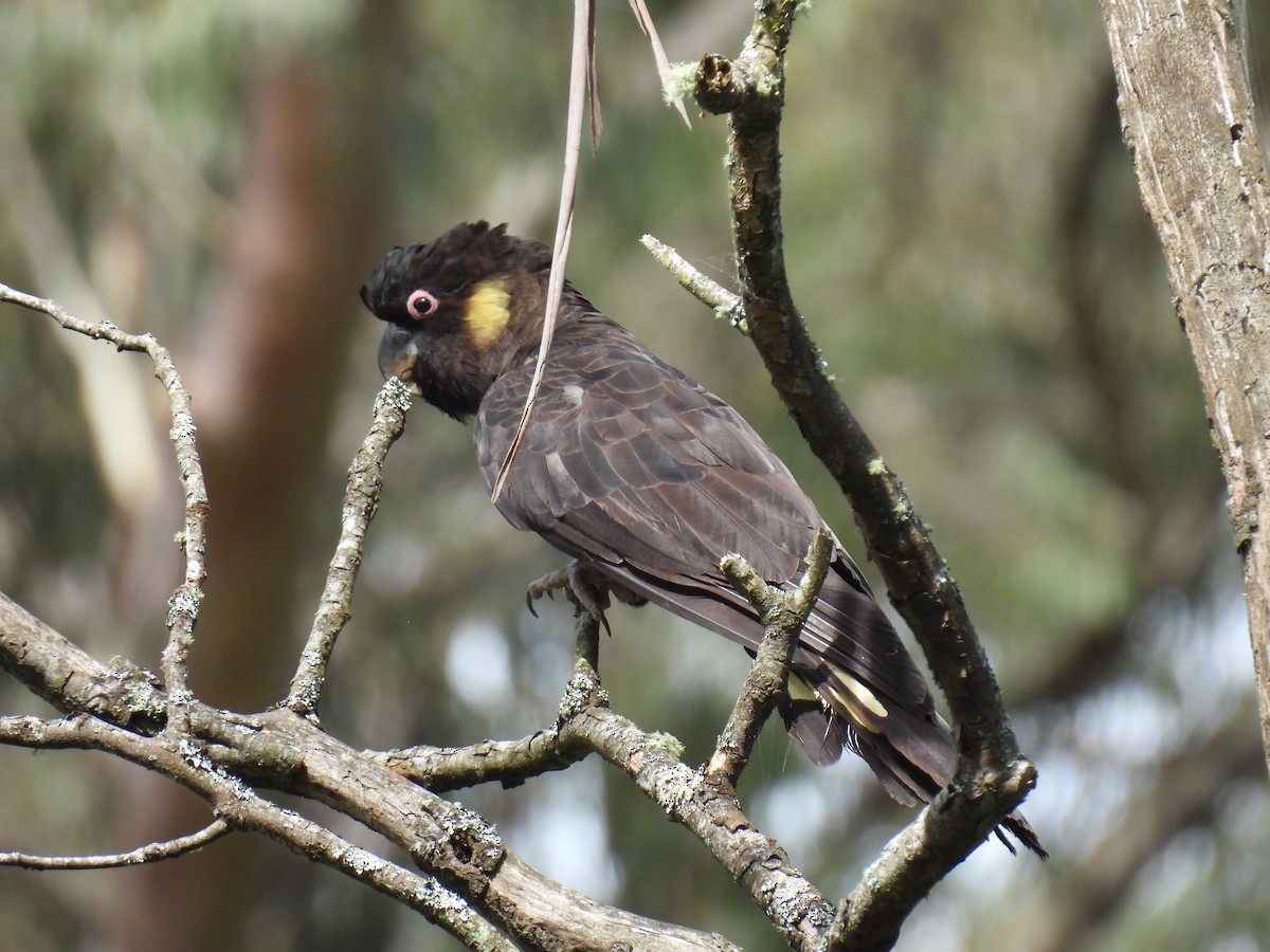 Yellow-tailed Black-Cockatoo - ML646895289
