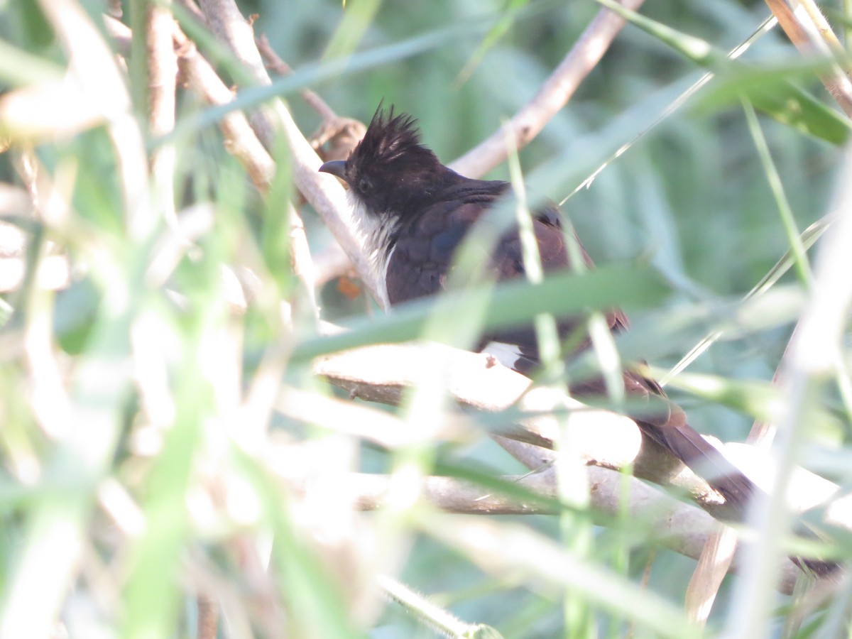 Pied Cuckoo - ML646895290