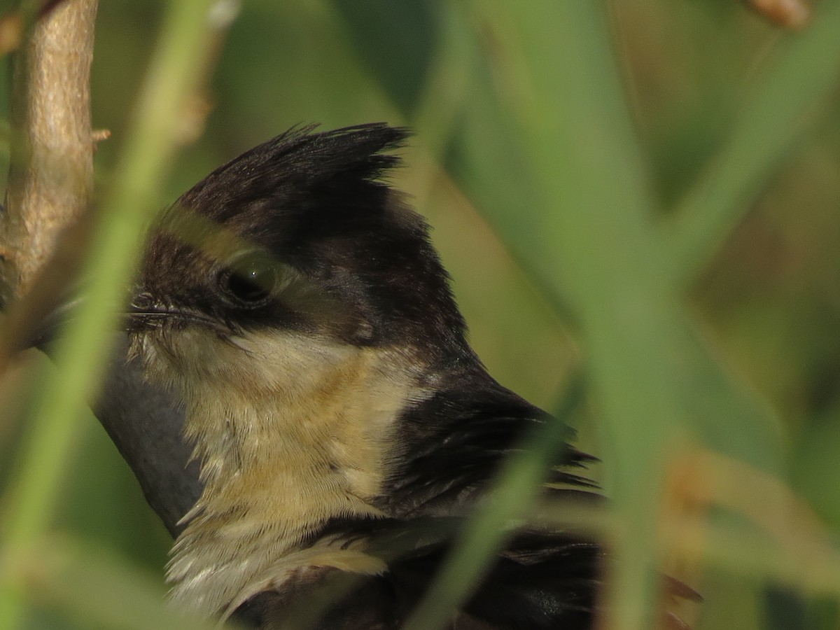 Pied Cuckoo - ML646895291