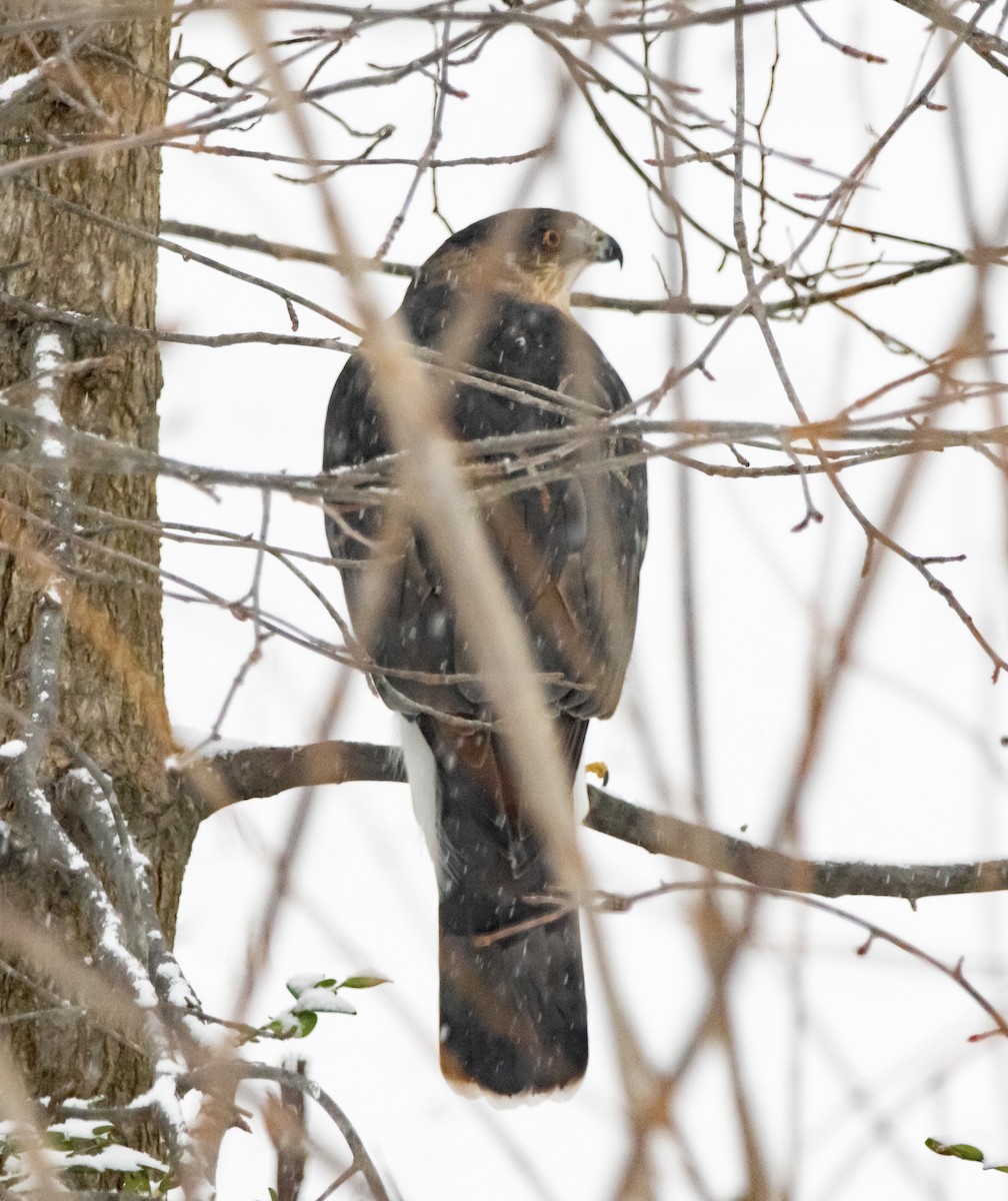 クーパーハイタカ - ML646895292