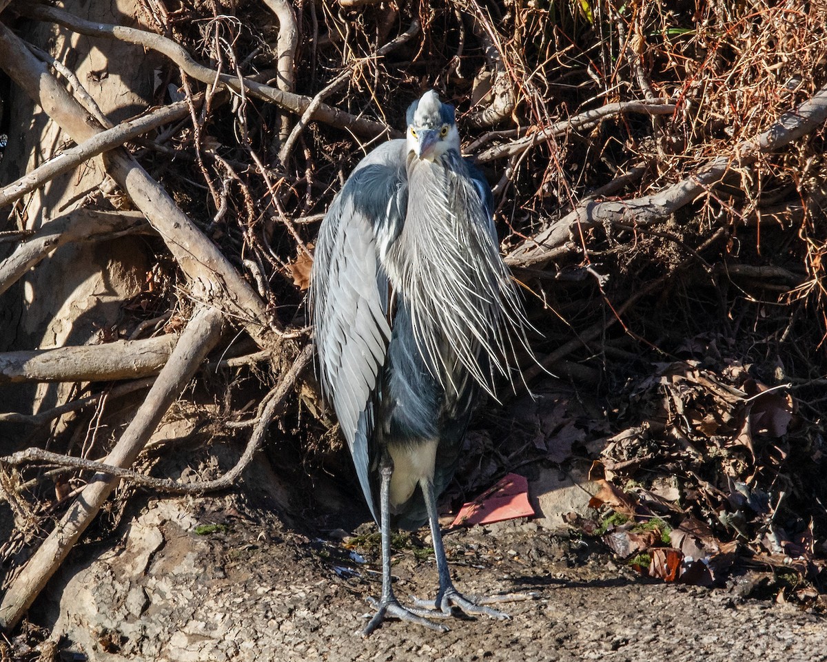 Great Blue Heron - ML646895293
