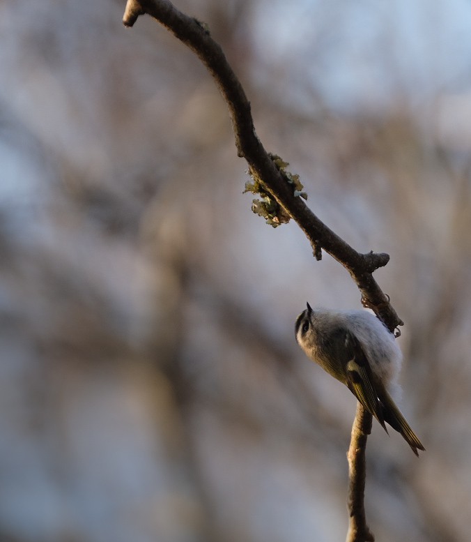 Golden-crowned Kinglet - ML646895297
