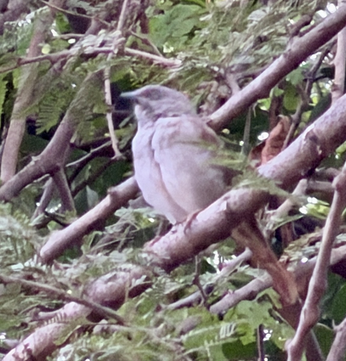 Northern Gray-headed Sparrow - ML646895307