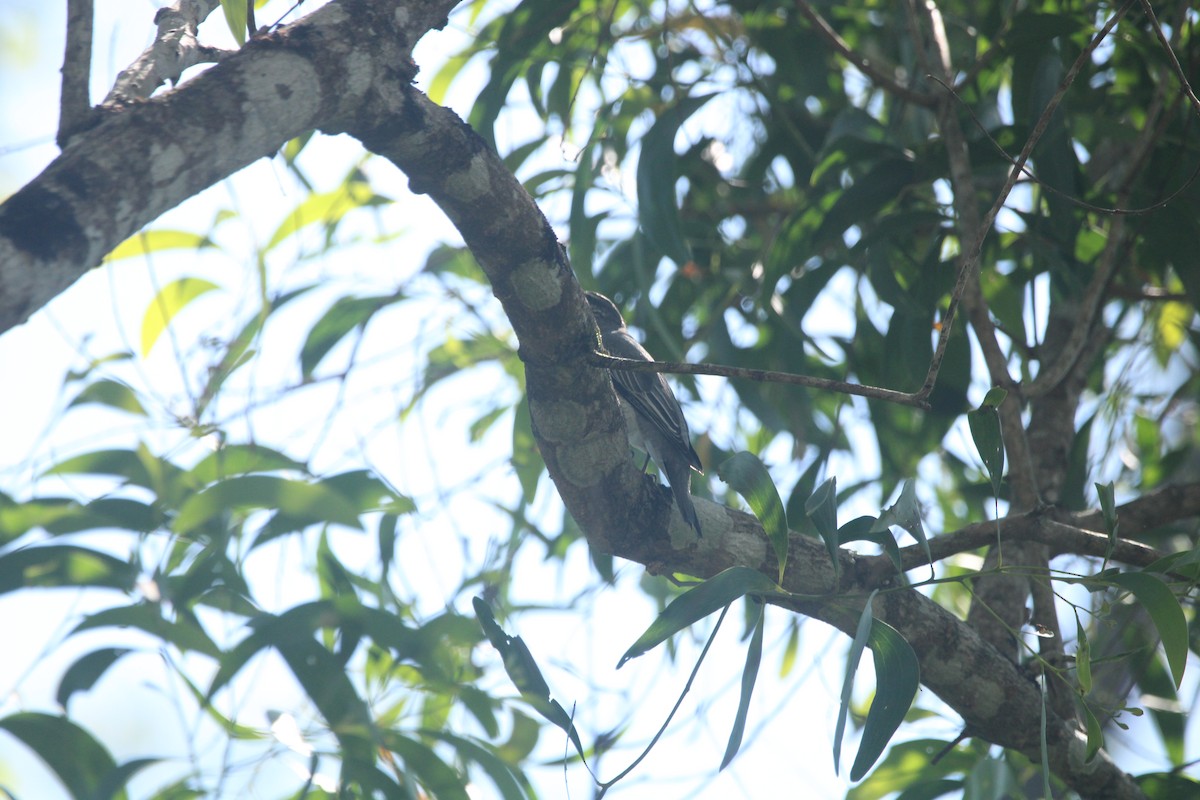 Kara Başlı Tırtılyiyen - ML646895308