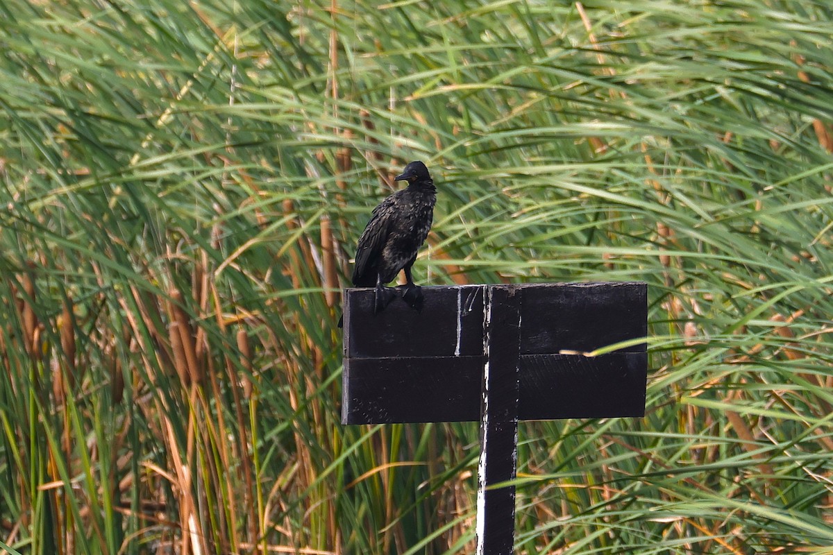 קורמורן הודי - ML646895309