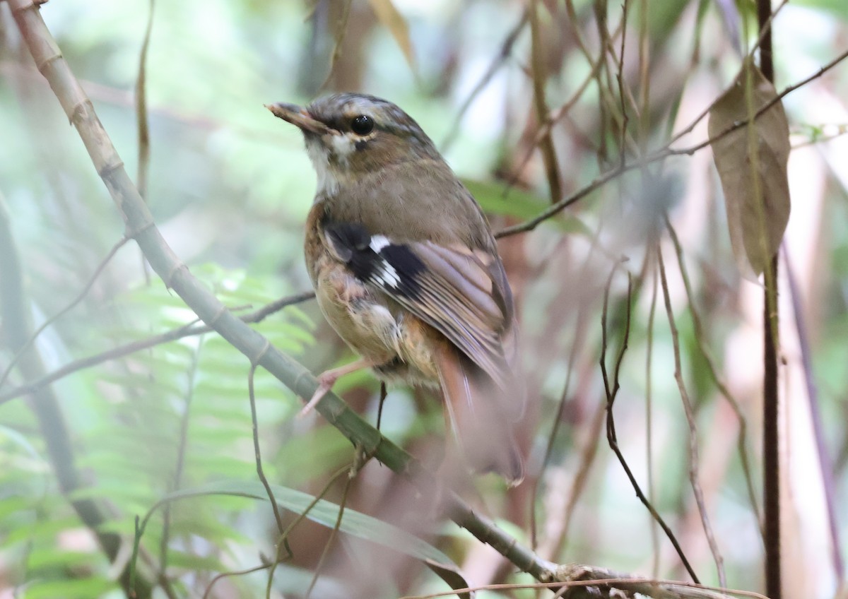 Gray-headed Robin - ML646895310