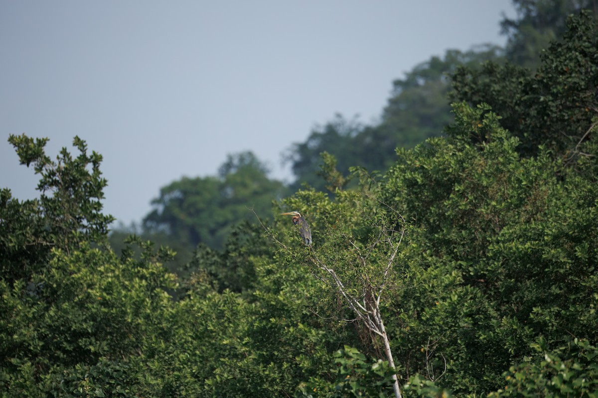אנפה ארגמנית - ML646895317