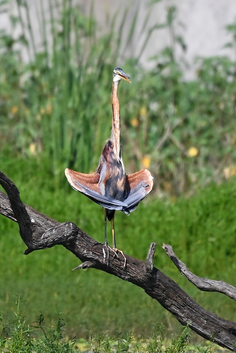 Purple Heron - ML646895318