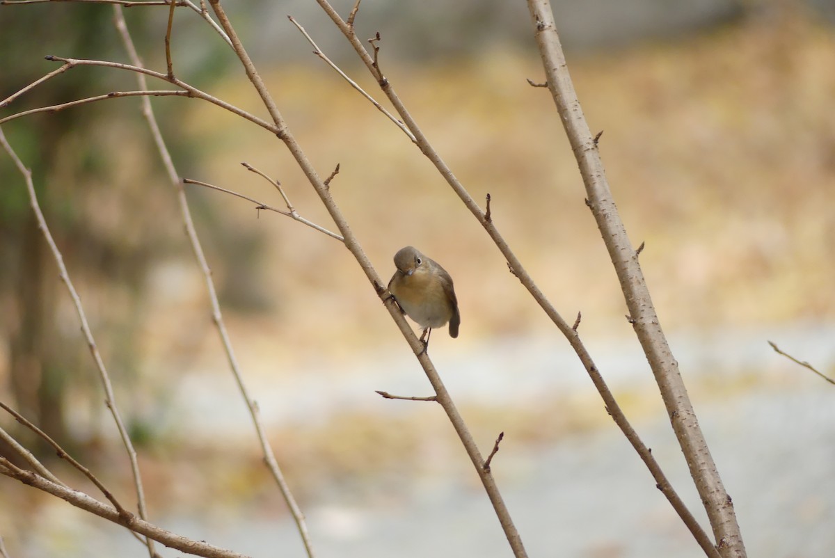 ニシオジロビタキ - ML646895319