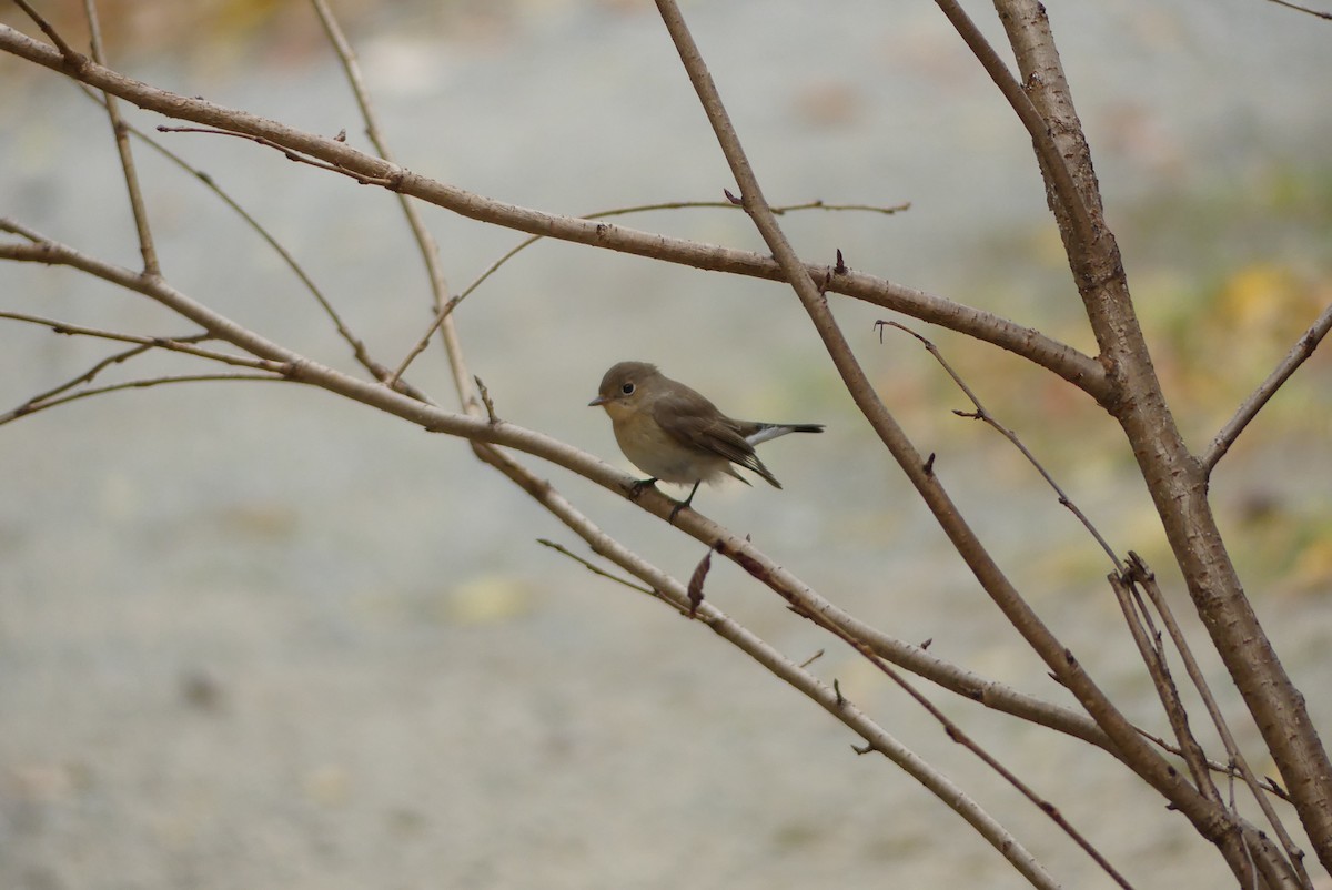 ニシオジロビタキ - ML646895320